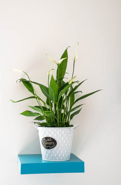 植物在锅里图片下载