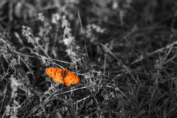 黑白蝴蝶图片下载