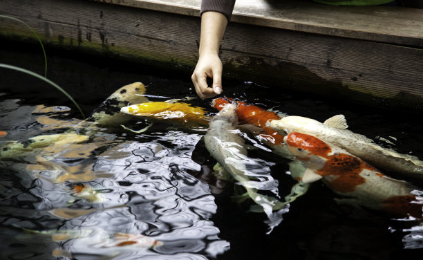 日本鲤鱼图片下载
