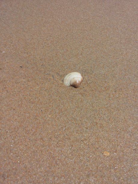 小贝壳在沙子里图片下载