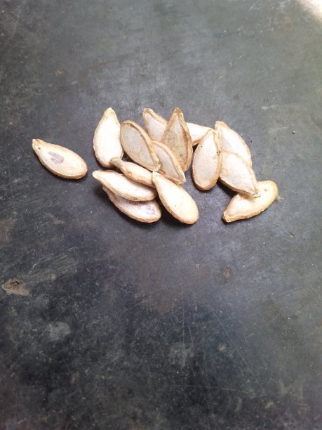 南瓜种子图片下载