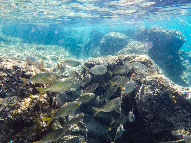 一群海鱼在岩石附近的水下游泳素材图片