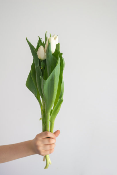 图利潘图片下载