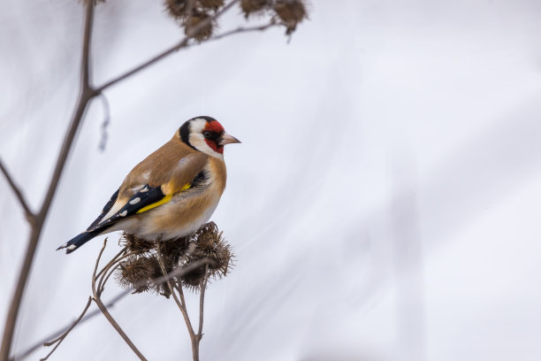欧洲金翅雀在牛蒡上与拷贝空间图片下载