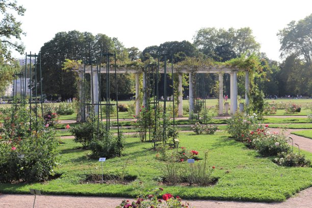 玫瑰园-位于里昂的玫瑰园Tête d'Or公园图片下载