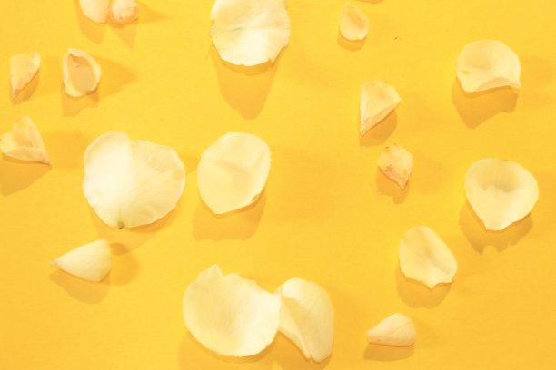 美丽的玫瑰花瓣背景。图片下载