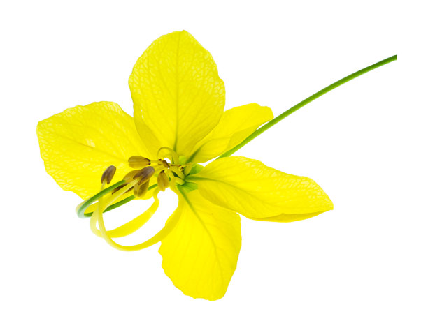 布丁松，印度金链花，金色淋浴花的特写图片下载