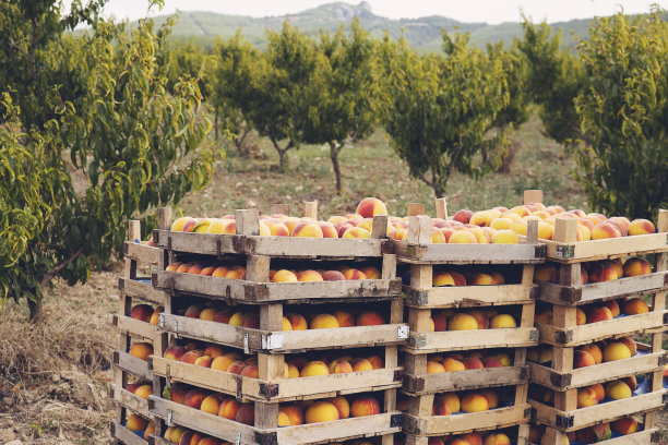 果园里的桃树和一盒盒刚收获的成熟桃子图片下载