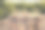 果园里的桃树和一盒盒刚收获的成熟桃子图片下载