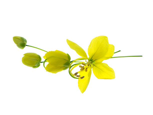 布丁松，印度金链花，金色淋浴花的特写图片下载