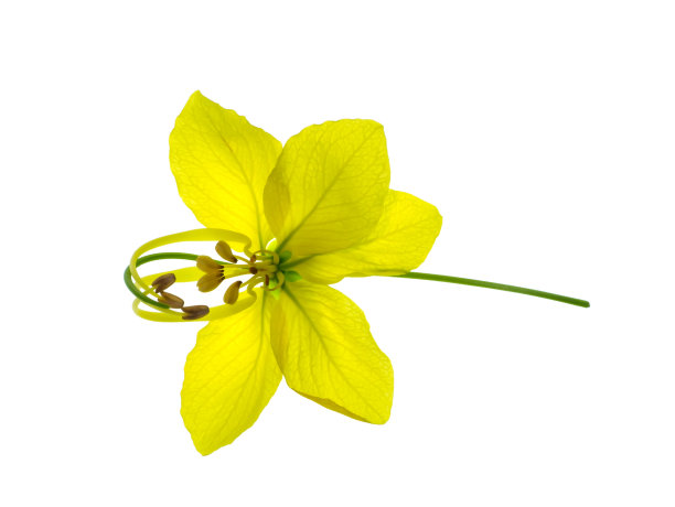 布丁松，印度金链花，金色淋浴花的特写图片下载