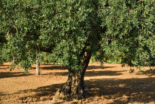 夏天，西西里岛的一块空地上，一棵有着绿色树梢的大橄榄树屹立在一块橄榄地里图片下载