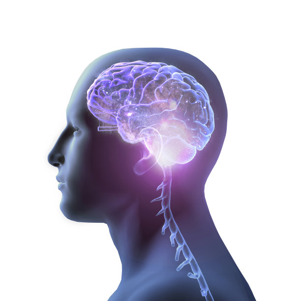 在白色背景上的人头和大脑的侧视图图片下载