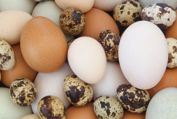 背景不同的蛋图片下载