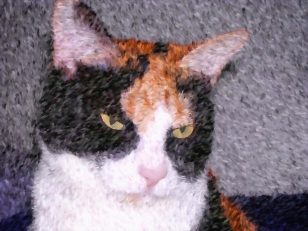 可爱的猫图片下载