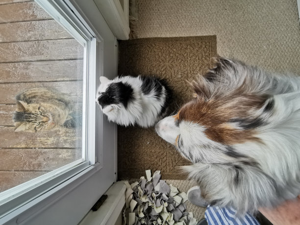 玻璃门后的猫访客。图片下载