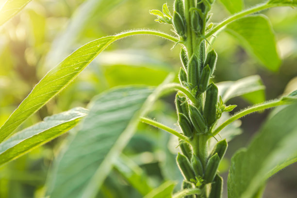 芝麻领域图片下载