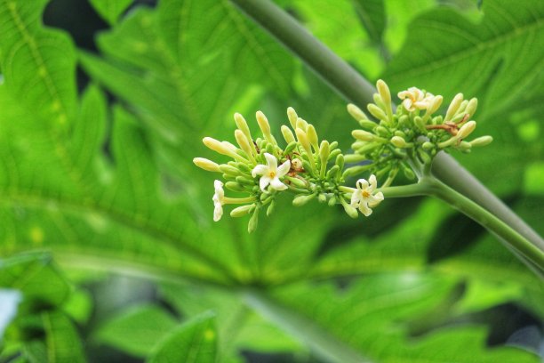 木瓜树白黄花在大自然的背景下图片下载
