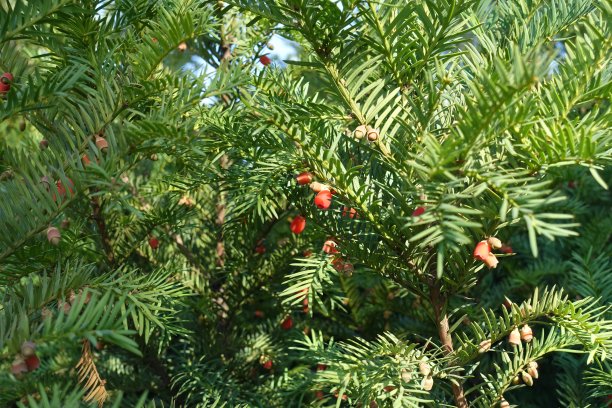 十月，紫杉的叶子里有一些红色的浆果图片下载