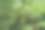 十月，紫杉的叶子里有一些红色的浆果图片下载