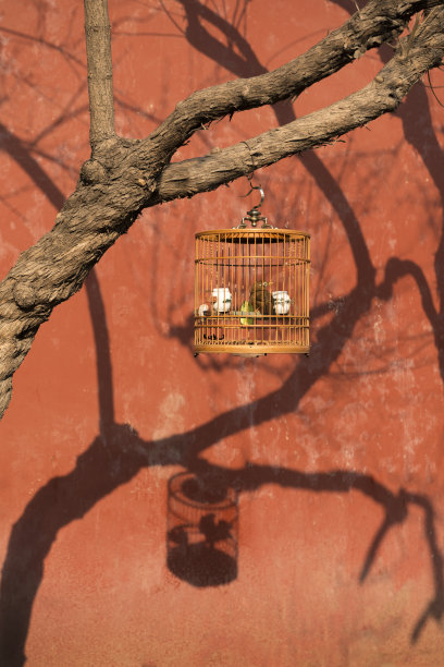 老北京人带着他们笼中鸟去公园图片下载