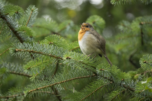 罗宾栖息在英国苏格兰的基尔马丁格伦松林图片下载