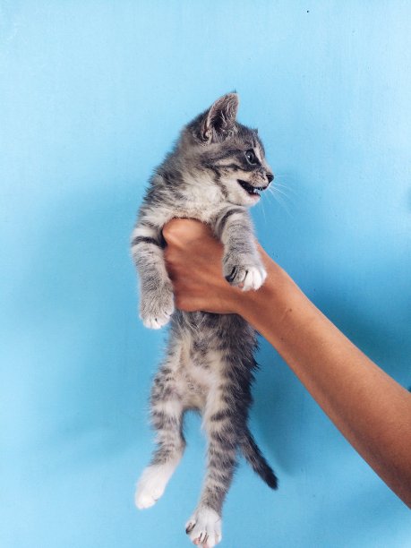 一只小猫在蓝色背景上图片下载