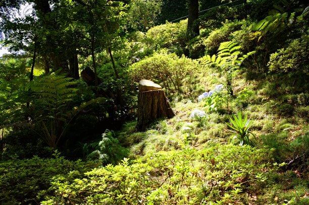在森林中孤立的树桩(Funchal，马德拉，葡萄牙)图片下载