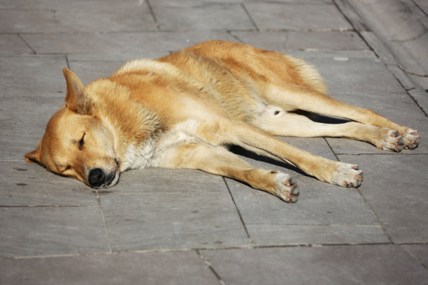 睡觉的狗图片下载