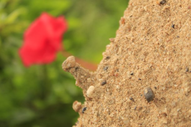 散焦红色的芙蓉花。图片下载