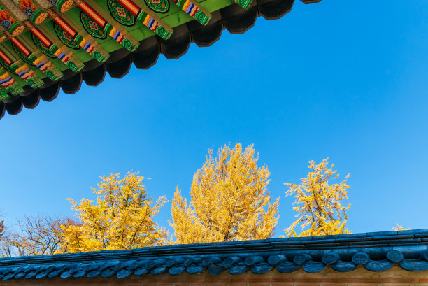 树上的黄叶和传统的韩国屋顶建筑。图片下载