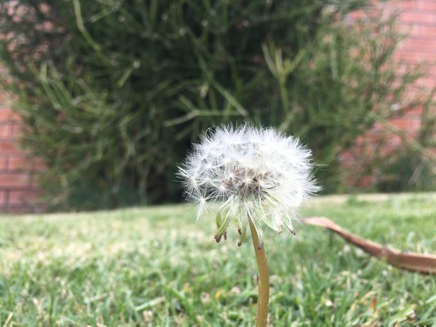 白色的蒲公英图片下载