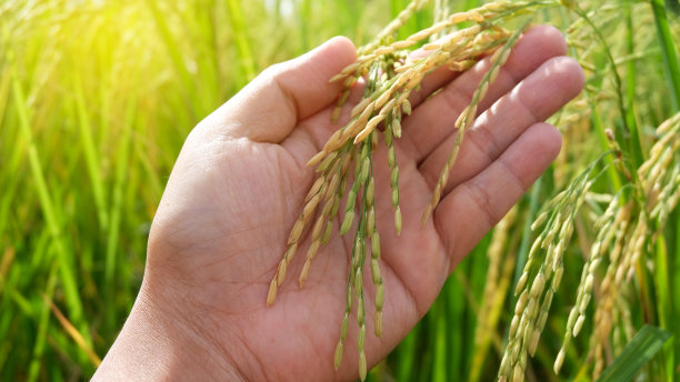 手温柔地触摸一个年轻的水稻在稻田，手握水稻与温暖的阳光，黄色稻田与金色的太阳在秋天升起的特写。有机稻田或水田照片。图片下载