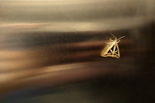 金蝴蝶图片下载