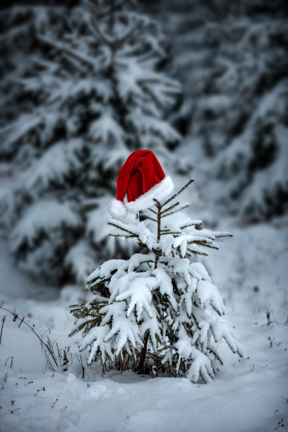 在白雪覆盖的森林里，圣诞老人的帽子放在一棵年轻的圣诞树上。新年和圣诞节的概念图片下载