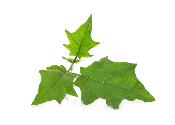 在白色背景上孤立的茄子叶图片下载