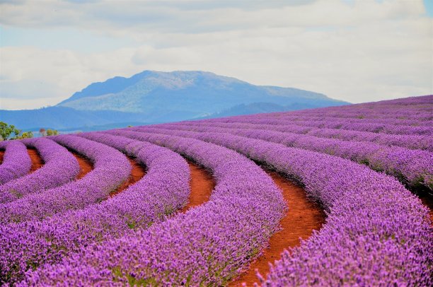 薰衣草图片下载