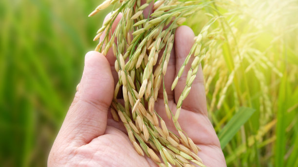 手温柔地触摸一个年轻的水稻在稻田，手握水稻与温暖的阳光，黄色稻田与金色的太阳在秋天升起的特写。有机稻田或水田照片。图片下载