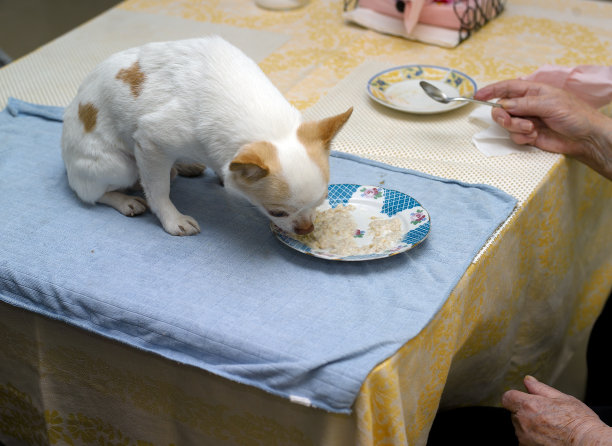 狗狗在餐桌上吃东西图片下载