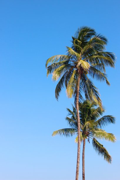 两棵棕榈树/蓝天/晴朗的天空/阳光灿烂的夏日图片下载