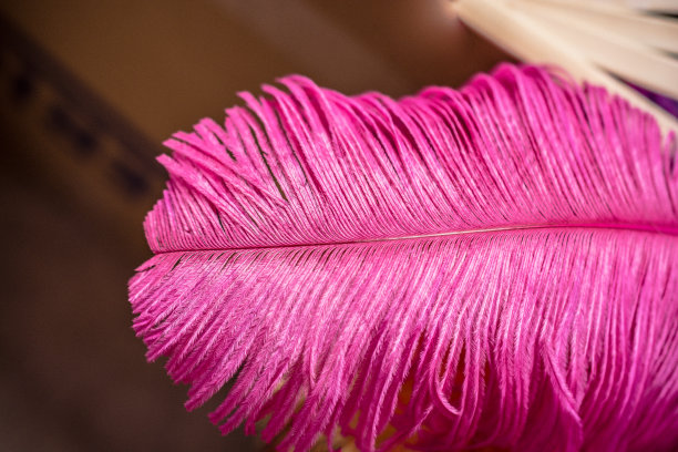 收集鲜艳的鸟羽毛图片下载