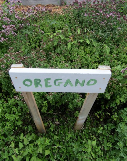 菜园子里的牛至植物。图片下载