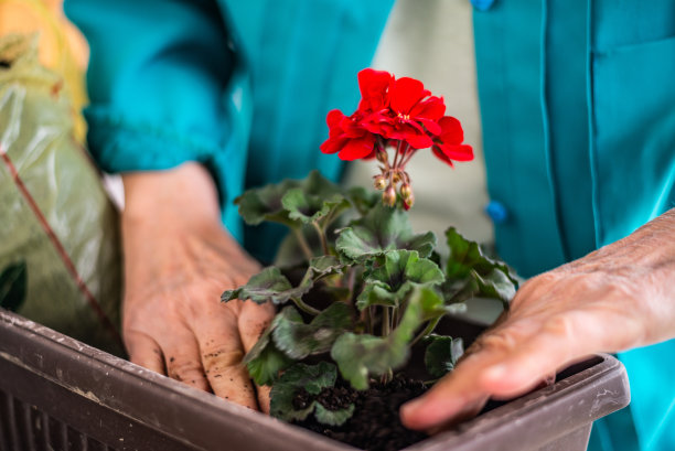 特写的妇女手种植在花盆里的花图片下载