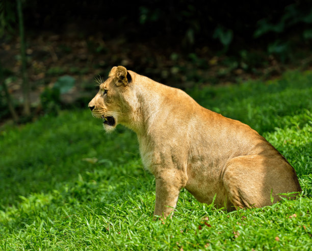 美丽的狮子的特写图片下载