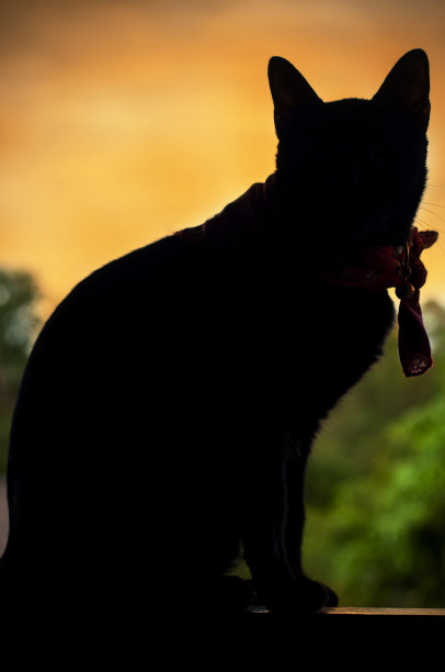 黑猫的剪影坐着，望着红色的天空和绿色模糊的背景。图片下载