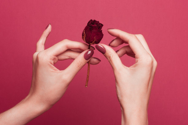 一个修指甲的女孩手里拿着一朵粉红色背景上干枯的玫瑰。结束年轻人之间关系的主题。图片下载