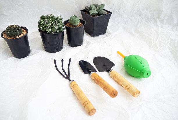 仙人掌种植设备，铲子，铁锹，耙。把仙人掌放在前面，放在垃圾表面背景上图片下载