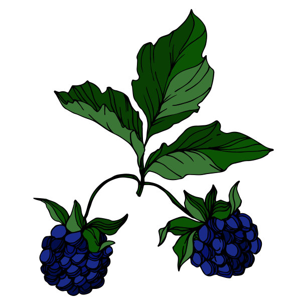 黑莓矢量健康食品。黑白篆刻水墨艺术。孤立的浆果插图元素。图片下载