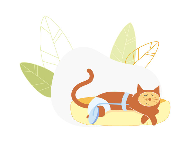 用轮子代替后腿截肢的猫。图片下载