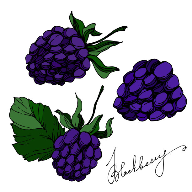 黑莓矢量健康食品。黑白篆刻水墨艺术。孤立的浆果插图元素。图片下载
